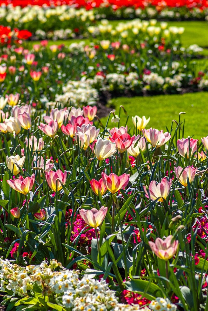 a garden filled with lots of pink and white flowers